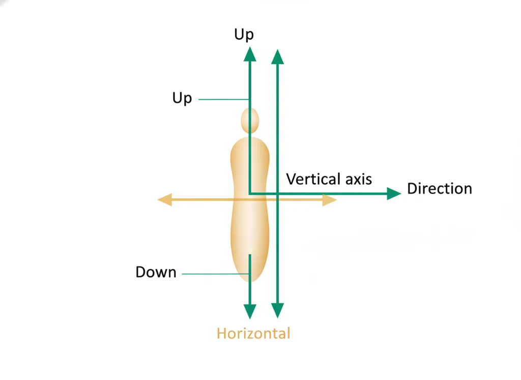 Labeled illustration: vertical