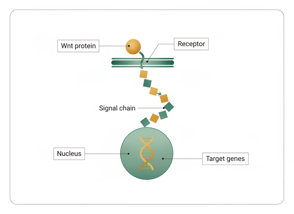 Labeled illustration: wnt-signaling