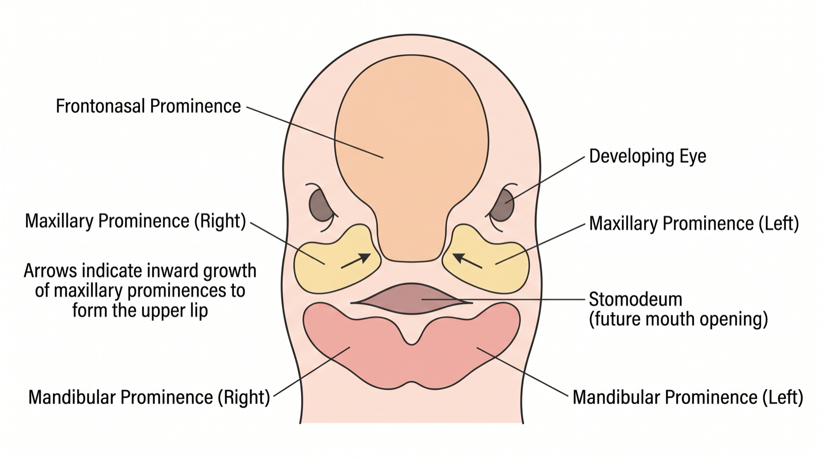 The embryonic face at weeks four to eight, showing the frontonasal, paired maxillary, and paired mandibular prominences growing toward the midline and fusing to form the upper lip and primary palate.