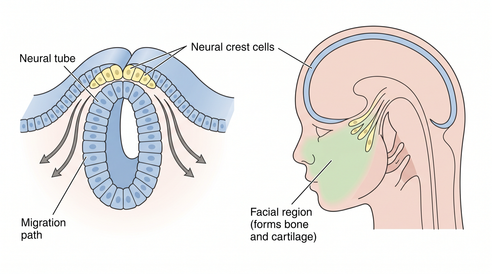 Cranial neural crest cells leaving the neural folds and migrating into the facial prominences, where they give rise to bone, cartilage, and connective tissue.