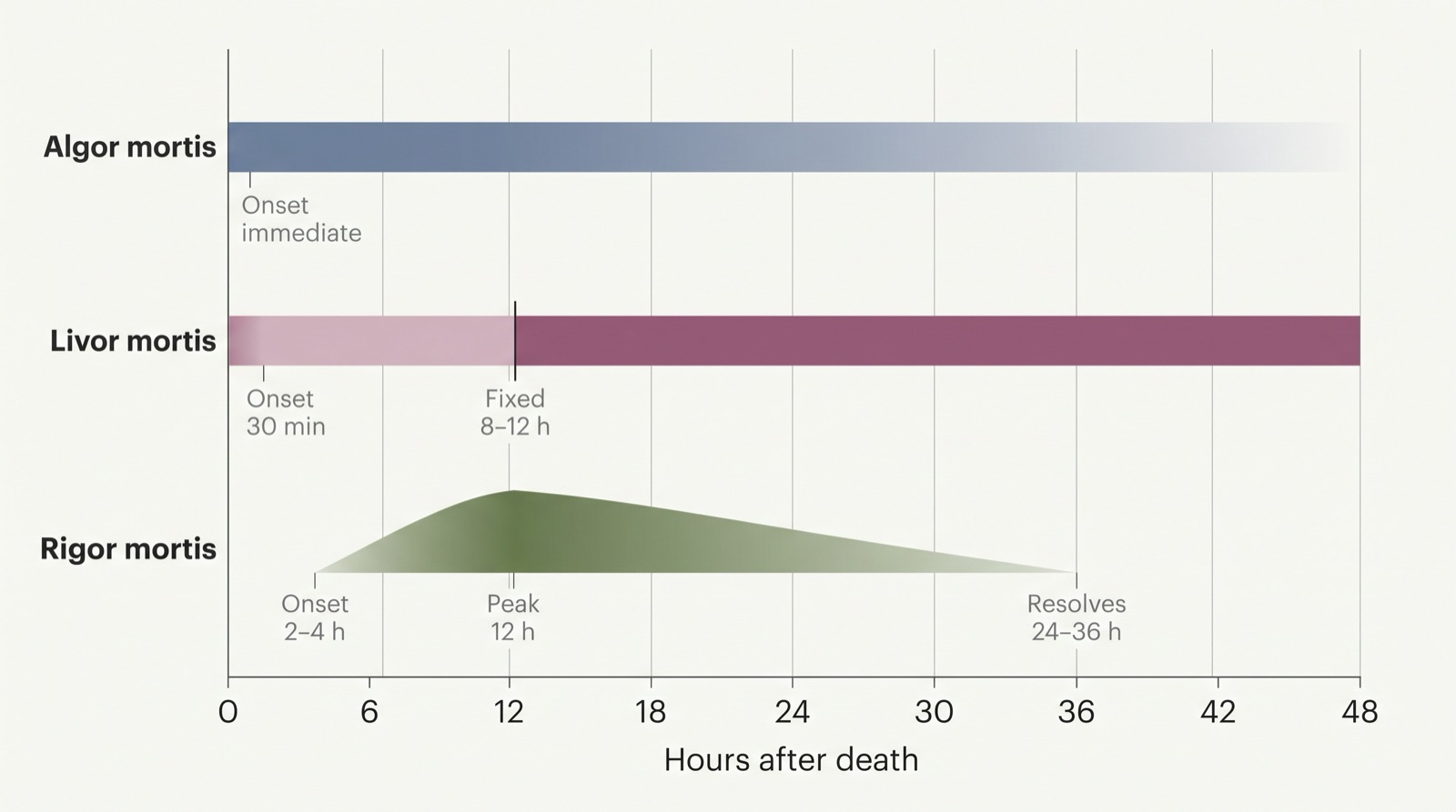 A horizontal timeline from 0 to 48 hours with three labelled bands. Algor mortis begins at zero and continues across the whole timeline. Livor mortis begins at zero, with a divider marked fixed at twelve hours and a deeper tint after it. Rigor mortis rises from about three and a half hours, peaks at twelve hours, and fades out by thirty six hours.