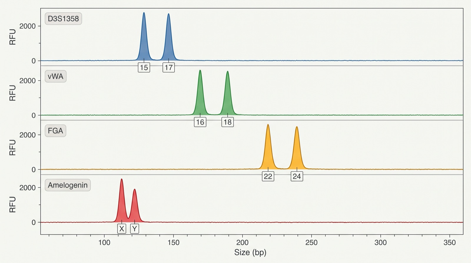 Four stacked capillary electrophoresis traces on a common size axis from about 60 to 360 base pairs, each in its own colour. D3S1358 in blue shows two peaks called 15 and 17. vWA in green shows two peaks called 16 and 18. FGA in amber shows two peaks called 22 and 24. Amelogenin in red shows two peaks called X and Y. Each trace has a vertical axis labelled RFU.